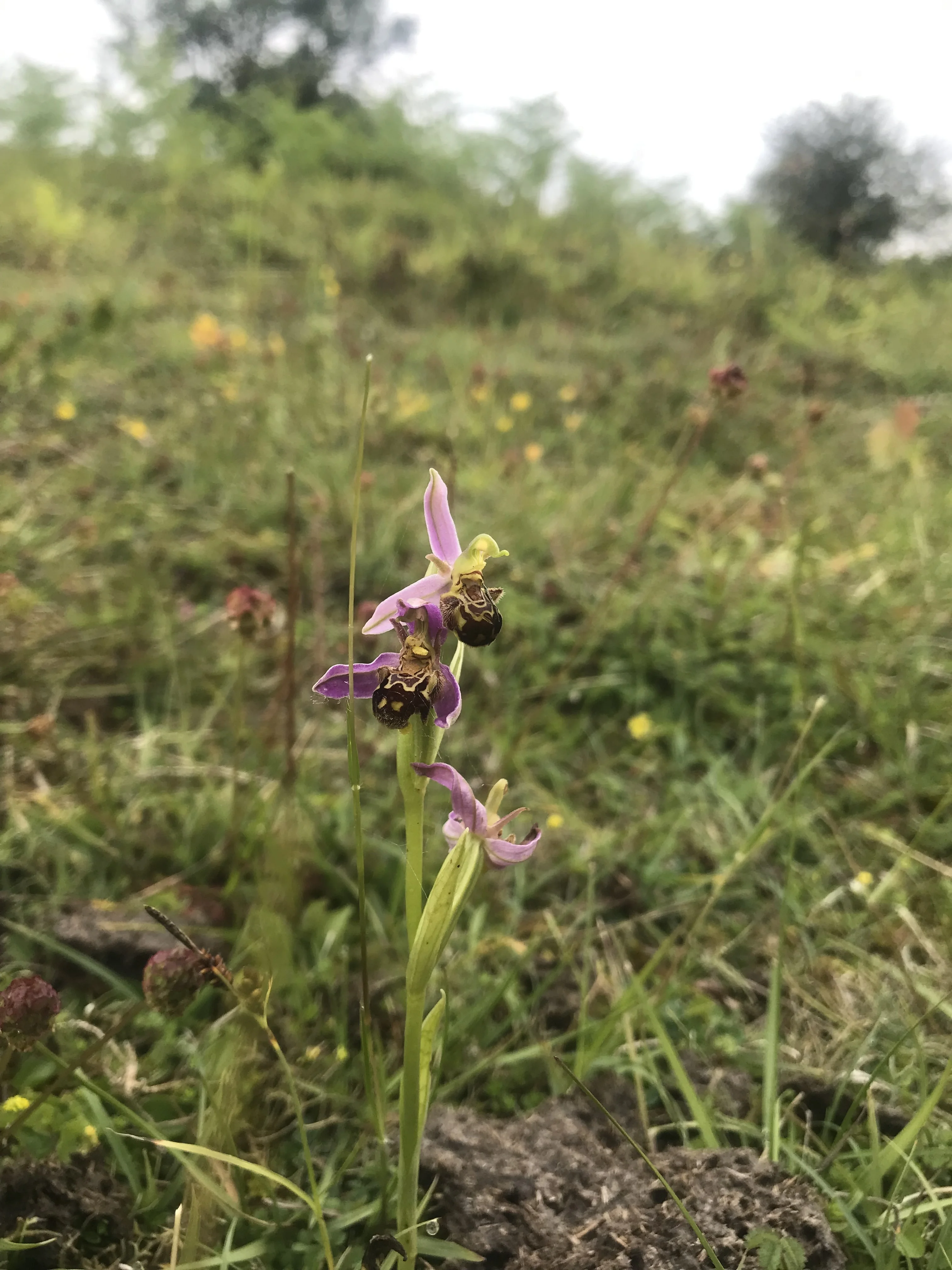 Grassland Maintenance image