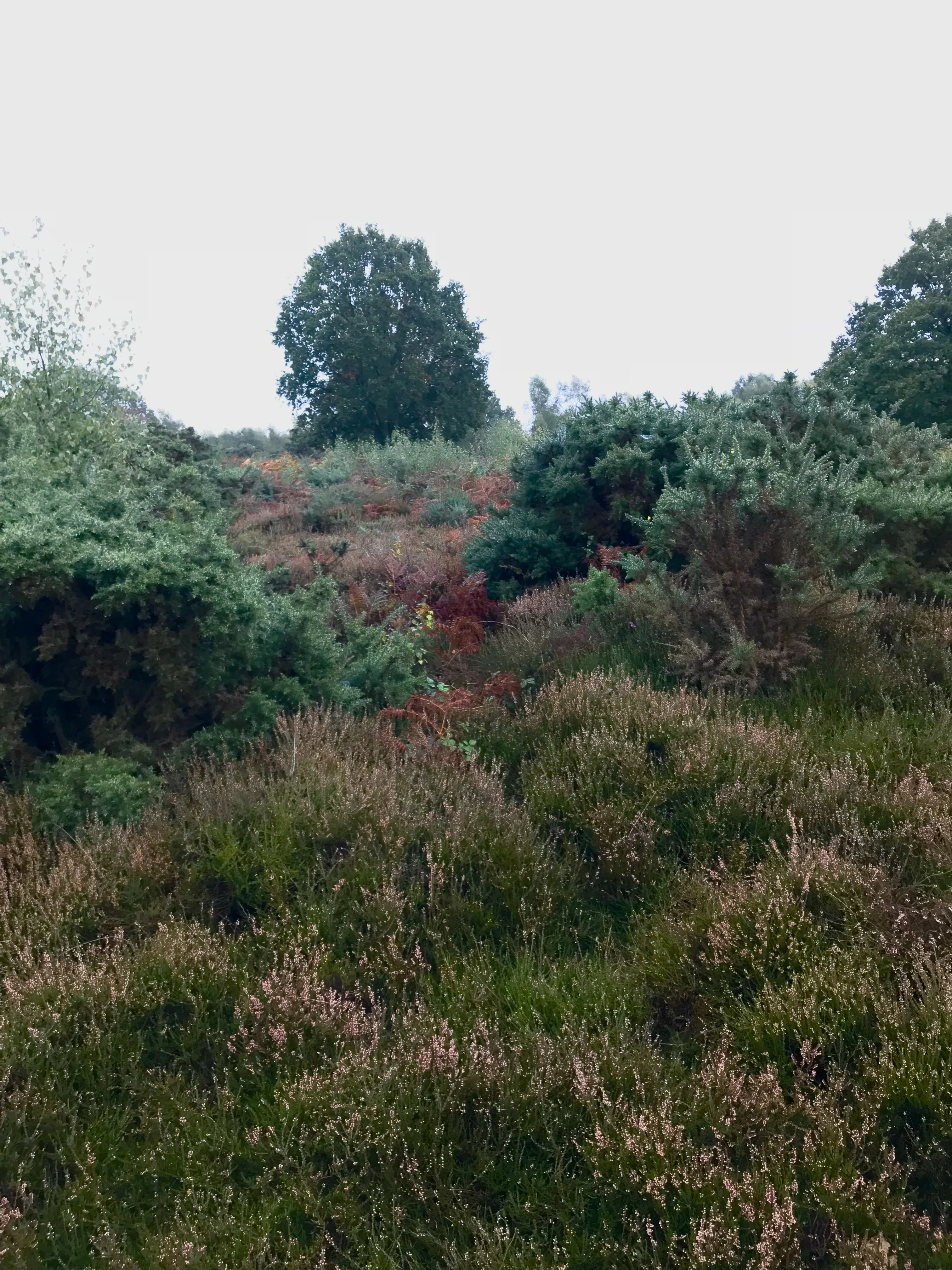 Heathland Maintenance image
