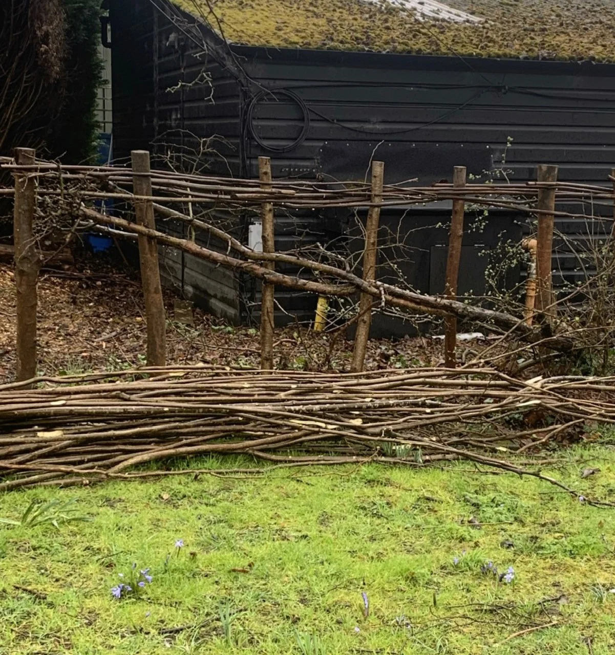 Hedge laying image