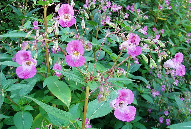 Invasive species removal image